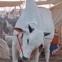 @1karachibulllovers