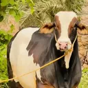 @ustadjeecattlefarm