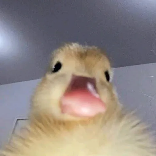 @hayfik03