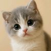 meowmagic83