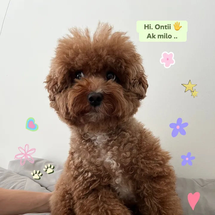 @milo.thesadboi