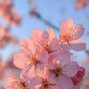 cherryflowers60
