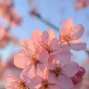 @cherryflowers60