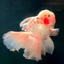 @emmy_emmy1420