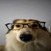 dawgcpm