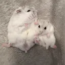 @hamutan_0812