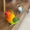@tropikmango