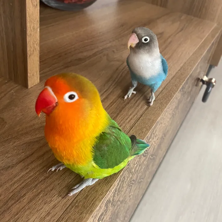 @tropikmango