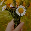@narin.35papatya