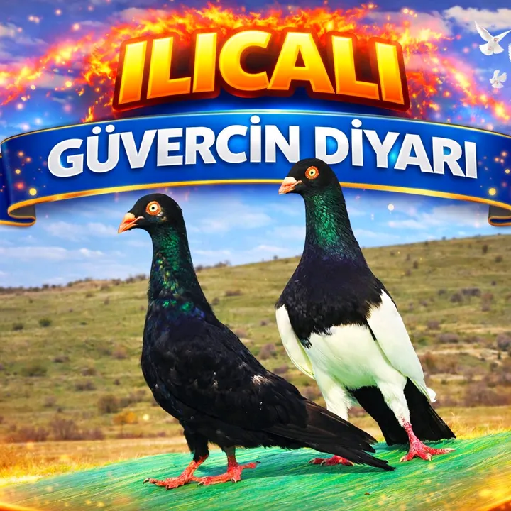 @ilicali46460