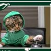 tigerbellcat