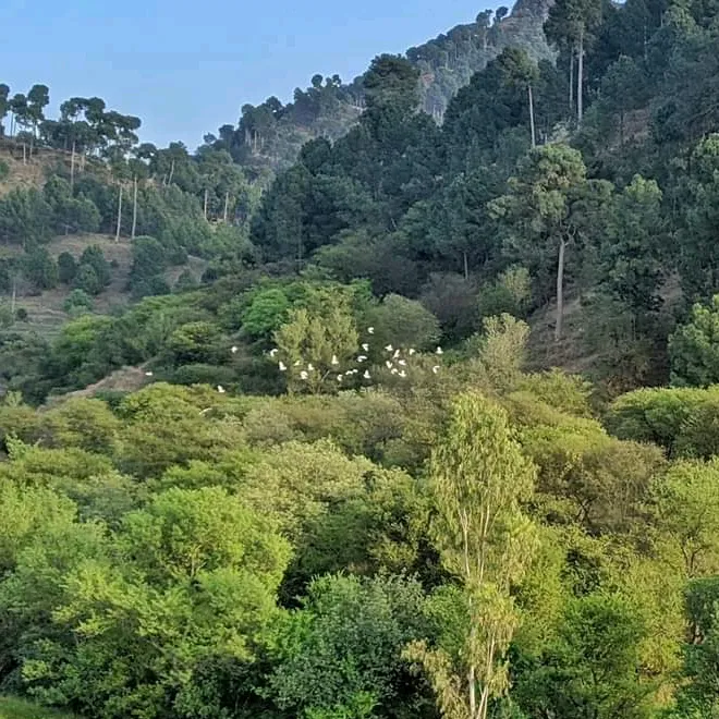 @kashmir4645
