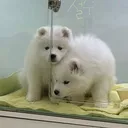 @buddydog222