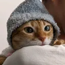 @runocat