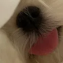 @acisiaau0