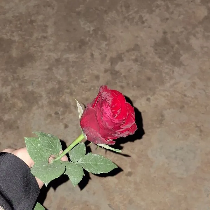 @mssqalpi3