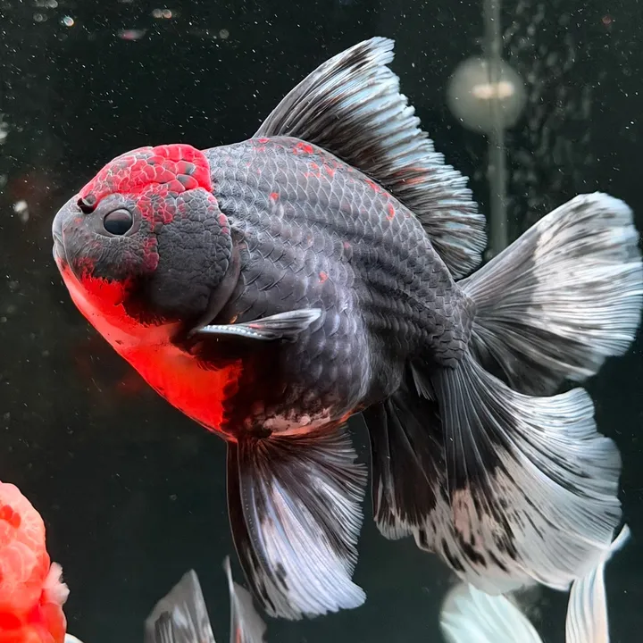 @koko.koki.koi
