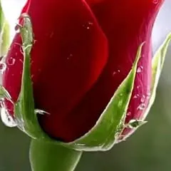 @anil.gupta329