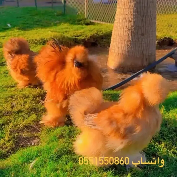 @abdul2000u