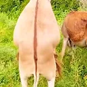 @donkymeeting4