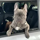 @bose.thefrenchie