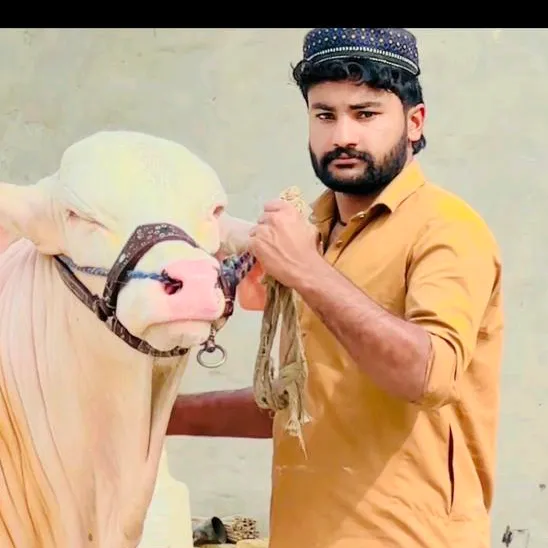 razacattlefarm