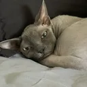 @_ing4_