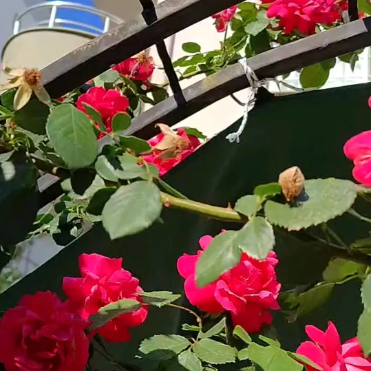 @akdeniz33damla