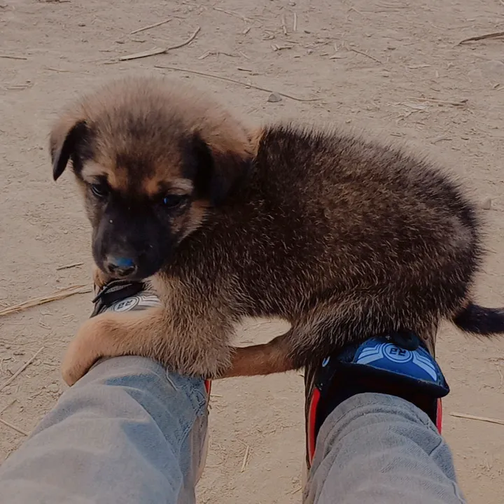 @rohinbhai456