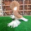 royalpigeon4