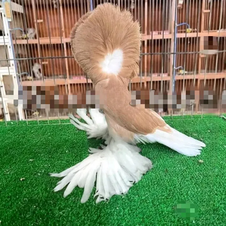 royalpigeon4