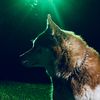 lbella_husky