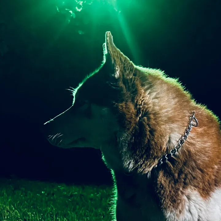 lbella_husky