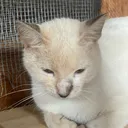 @tailspinrescue