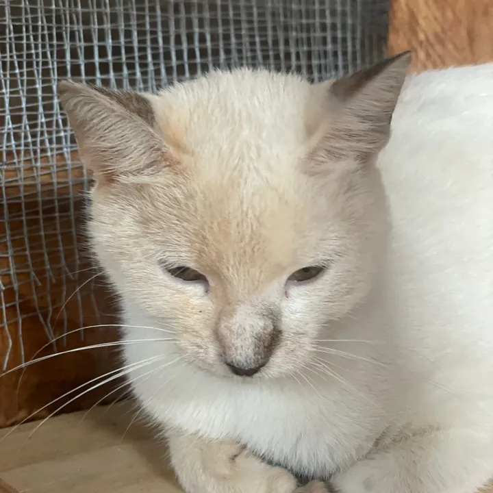 @tailspinrescue