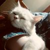 beera_riaz