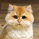 @3pshilaka