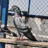 anas_khokhar_3333