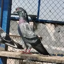 @anas_khokhar_3333
