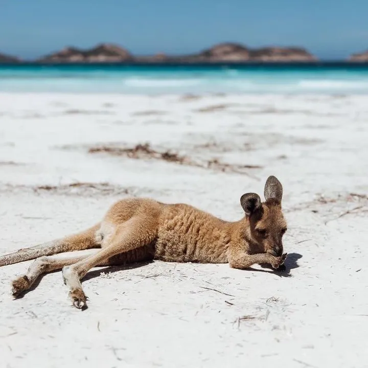 @everything.aussie