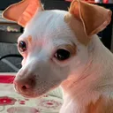 @galletalachihuahua