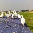 @jagirani436