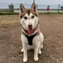 @sandy.husky