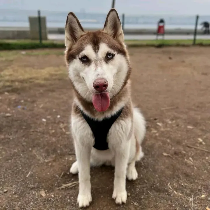 @sandy.husky