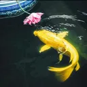 @zhangshuyao001