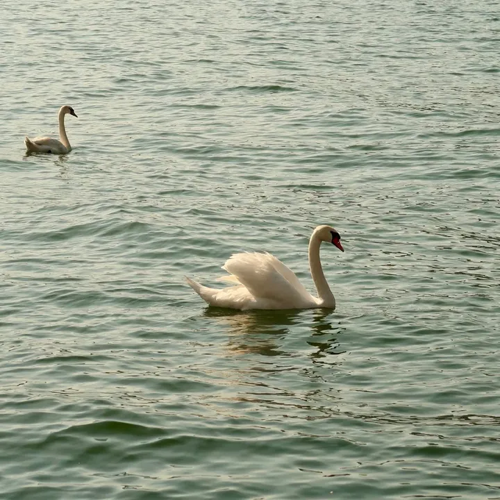 @ro0n_0o