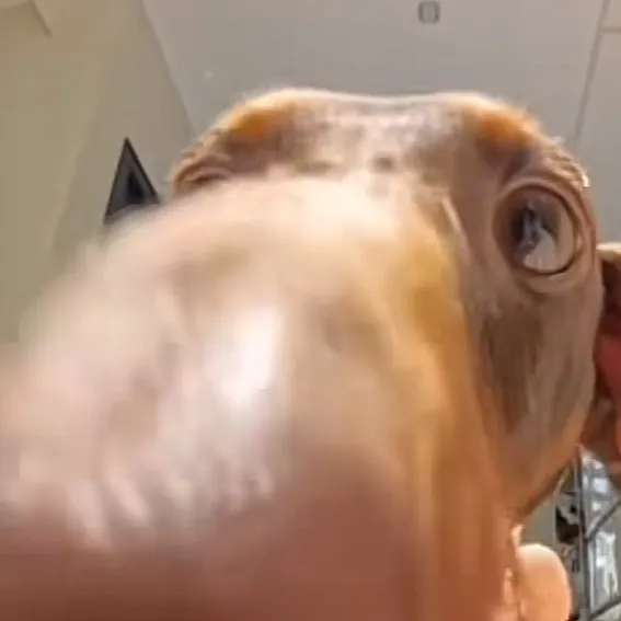 hyperamozpp