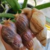 snails_joy