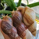 @snails_joy