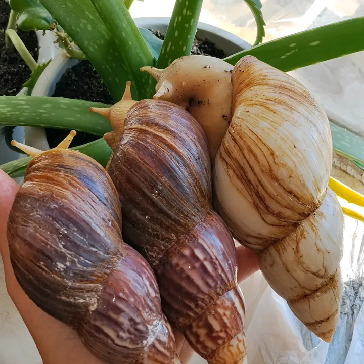 snails_joy